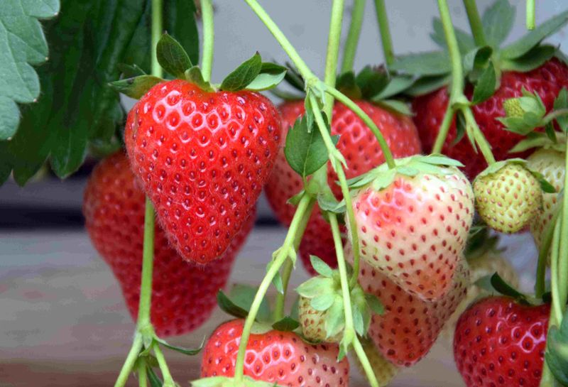 Маллинг Аллюр