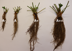 gradings of our plants