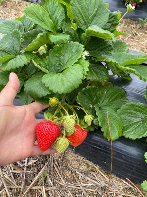 Day neutral variety Sweet Ann