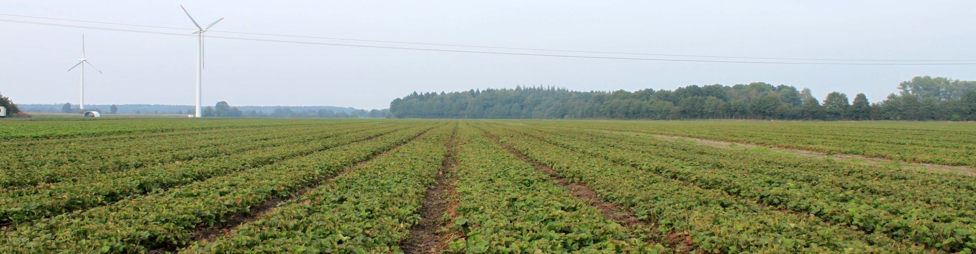 die Mutterpflanzen sind bereits eingefräst um den Jungpflanzen optimale Wachstumsbedingungen zu gewähren. Diese benötigen jetzt Licht und einen weiten Standraum.