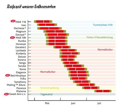 Verfügbare Erdbeersorten nach Reifezeit