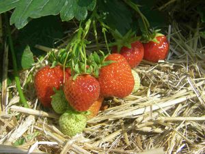 Fruits of Florence