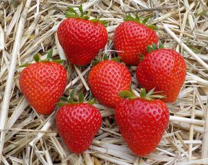 Strawberries of Elegance