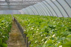 Kwitnące sadzonki truskawki odmiany Ines w uprawie stojakowej