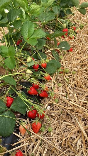 MAR 109 in raised beds