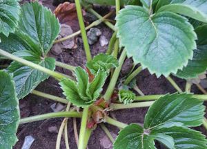 Plants of Magnum in automn