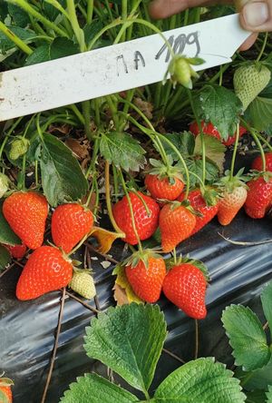 MAR109 in raised beds