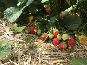 Fruits in the row of Red Himalaya