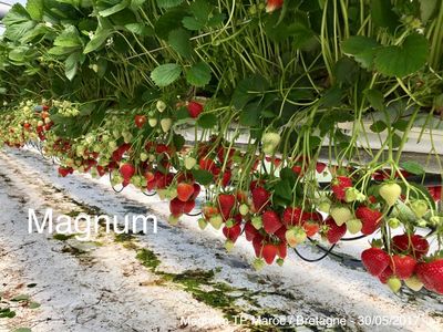 Truskawka odmiany Magnum w uprawie stelażowej.