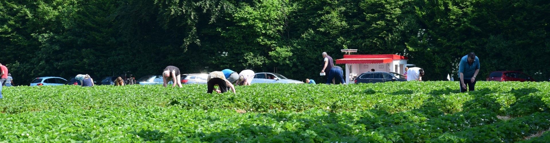 Pick Your Own Strawberries