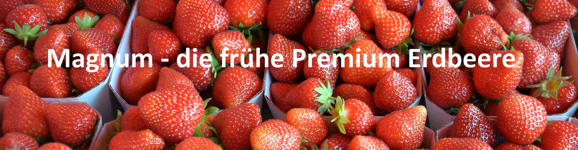 Magnum neue Erdbeersorte Geschmack Haltbarkeit Handel Direktvermarktung Erdbeere