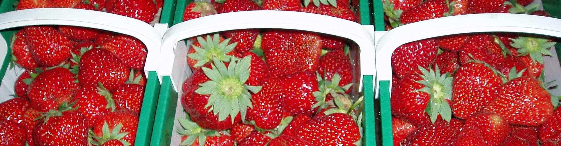 Strawberry varieties direct selling