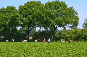 Konia jest idealna na plantacje do samodzielnego zbierania