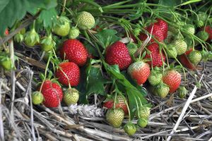 Polka fruits