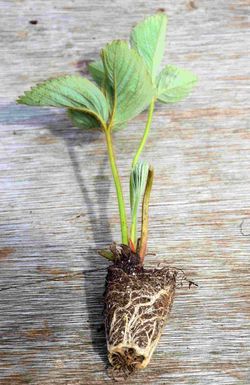 Potted fresh plants for ridge or substrate planting