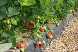 Magnum raised bed