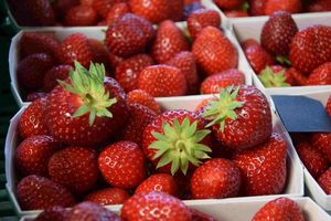 Beautiful, dark red fruits of Malwina